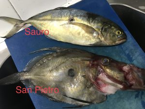 シチリアの魚